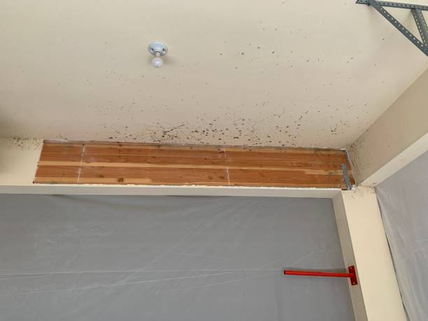 Best Comprehensive Air Testing for Mold Contaminants  in Easton, PA