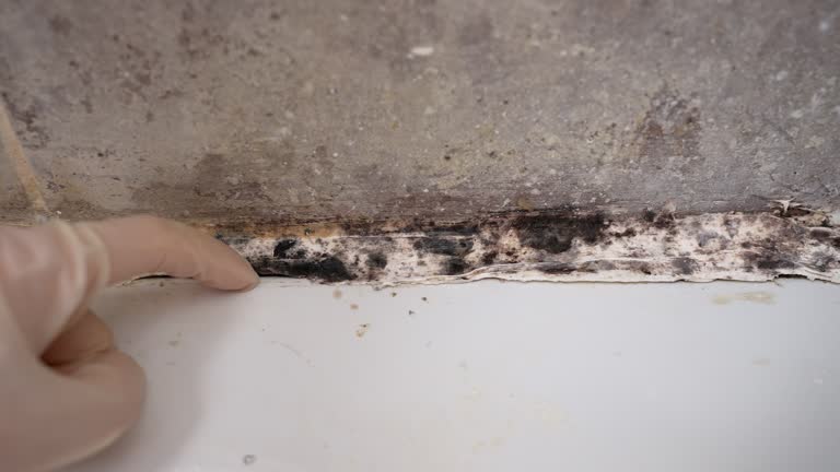 Mold Odor Removal Services in Easton, PA